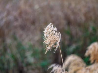 Two people, Jo and Greg Bear, stand in a field, Canary Island, VIC.