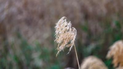 Two people, Jo and Greg Bear, stand in a field, Canary Island, VIC.