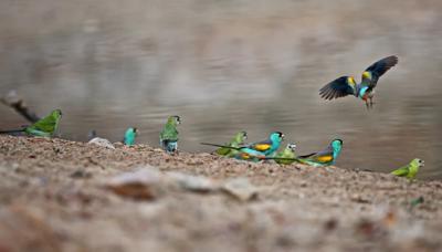 Golden-shouldered parrot in flight, Olkola country, Australia.