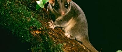 Leadbeater's possum, small arboreal marsupial, clinging to a tree branch, brown fur, large eyes.