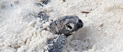 Person in a forest, sunlight through trees.