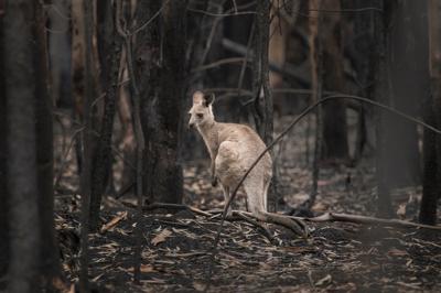 Kangaroo standing in a charred landscape after a bushfire.