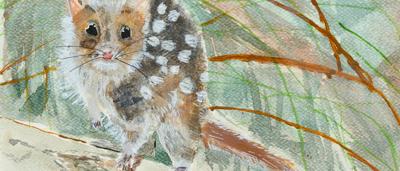 Eastern Quoll artwork, Mr. Fuzzles, finalist in a kids' art competition.