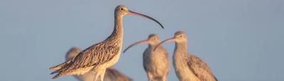 Eastern Curlew bird in flight over Australian landscape.