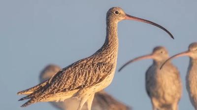 Eastern Curlew bird in flight over Australian landscape.