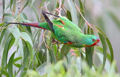 Swift parrot in flight, green and red plumage, blue water background.