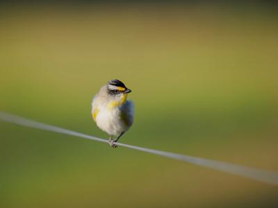 Striated Pardalote