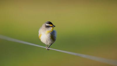 Striated Pardalote