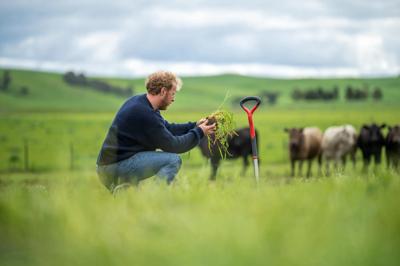 Man examining soil, cows grazing in background.