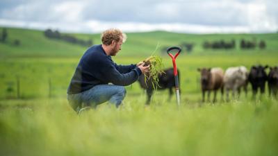 Man examining soil, cows grazing in background.