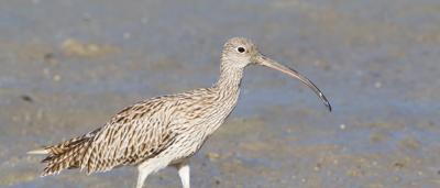 Woman in white shirt, holding a tablet, smiling, outdoors, trees in background.