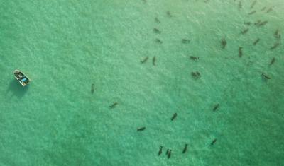 Aerial view of dugongs in Moreton Bay, Queensland, Australia.