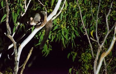 Glider flying over a green landscape, petition banner in the foreground.