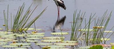 A person standing, Kakadu National Park, post-win, stalk, green vegetation, sunny day.