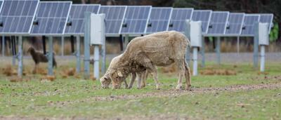 Glenrowan West Solar Farm, array of solar panels, blue sky, rural landscape.