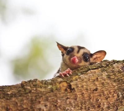 Sugar glider, fluffy, large eyes, perched on a branch, looking forward.