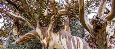 Green forest canopy, sunlight filtering through leaves.