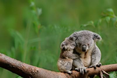 Koala and Joey_Hero_Banner_140926