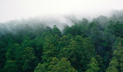 Forest canopy, Toolangi, Australia. Lush green trees, sunlight filtering through.