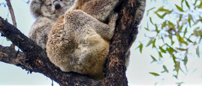 Koala in tree, NSW South Coast, Yuin Country.