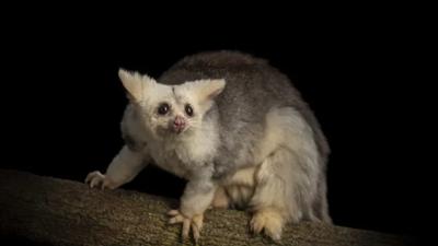Greater glider in a tree, Doug Gimesy photo.
