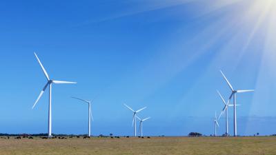 A lush green forest canopy, sunlight filtering through the leaves.