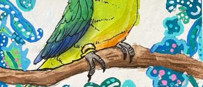 Orange-bellied parrot in flight, vibrant green and orange plumage, against a blurred background.