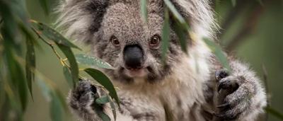 Koala clinging to a eucalyptus tree branch, brown fur, grey bark, green leaves.