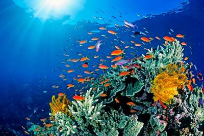 Great Barrier Reef aerial view, coral, turquoise water, blue ocean.