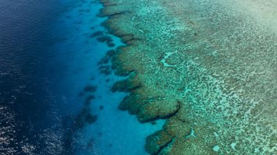 Coral reef with diverse marine life, including fish and coral formations.