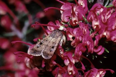 Bogong moth feeding on Grevillea flower, spring migration.