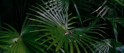Woman in a blue shirt, smiling, holding a microphone, speaking at a podium with a logo.