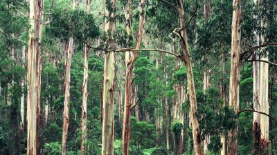 Header image: Australian Conservation Foundation logo, text, and a green canopy background.