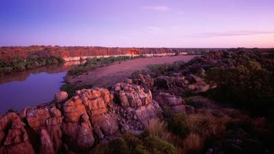 Header image: Lush green forest canopy, sunlight filtering through leaves.