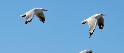 Seagulls on a beach, Bribie Island near Brisbane, Australia.
