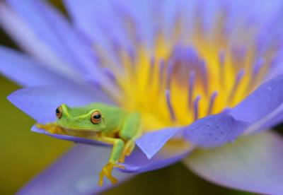 Green frog on a leaf, close-up.