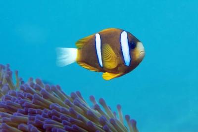 Reef block, concrete structure, underwater, coral growth, marine environment.