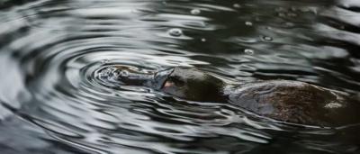 Ripples in water, Carnarvon Gorge. Landscape view, blue and brown tones.