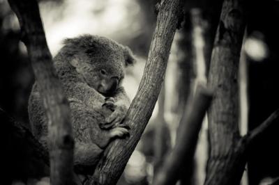 Koala in tree fork, grey fur, brown branches, green leaves.
