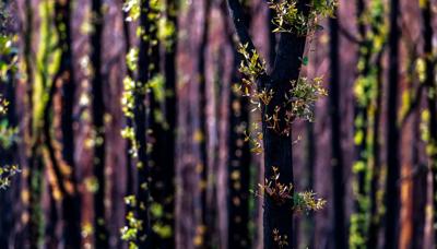 Green forest canopy, regrowth, sunlight filtering through leaves.