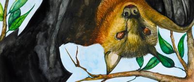 Flying fox artwork, finalist in kids' art competition. Black and white illustration.