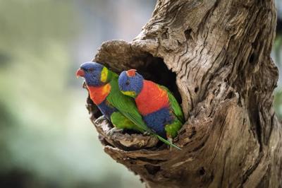 Lorikeets perched on a branch, vibrant feathers, blue sky background.