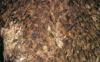 Huddling, migrating Bogong Moths on rock in Australia Alps