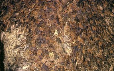 Huddling, migrating Bogong Moths on rock in Australia Alps