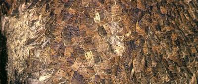 Huddling, migrating Bogong Moths on rock in Australia Alps