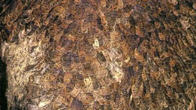 Huddling, migrating Bogong Moths on rock in Australia Alps