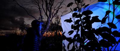 Bogong moth on alpine trapping setup, close-up.