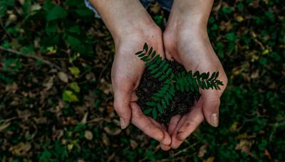 Hands holding a small green plant, close-up shot.