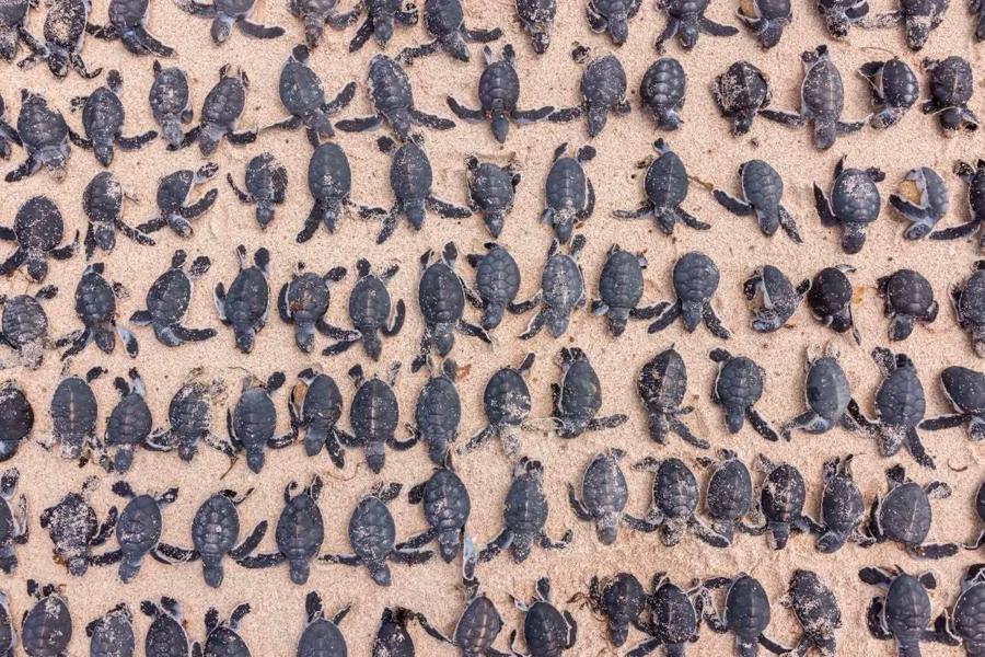 Hundreds of baby turtle hatchlings on the sand in the aftermath of Cyclone Narelle