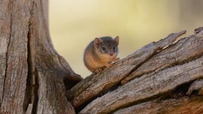 Yellow-footed Antechinus, small mammal, brown fur, pointed snout, large ears, on branch.